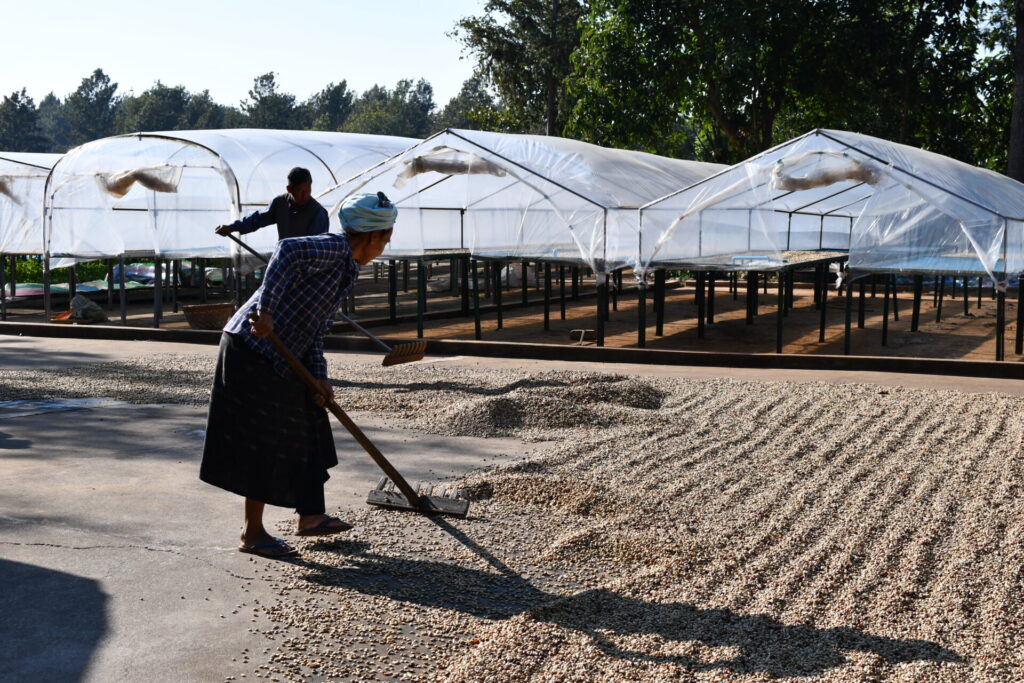 ユニコーヒーミャンマーシャン州　高地の加工場